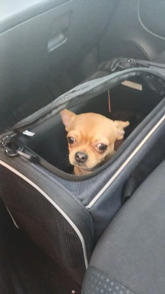 Cane Chihuahua pelo corto fulvo guinzaglio traversina 14 mesi  perfetto | Foto 5