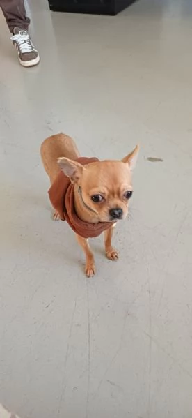 Cane Chihuahua pelo corto fulvo guinzaglio traversina 14 mesi  perfetto | Foto 2