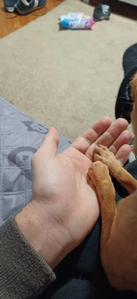 Cane Chihuahua pelo corto fulvo guinzaglio traversina 14 mesi  perfetto | Foto 1