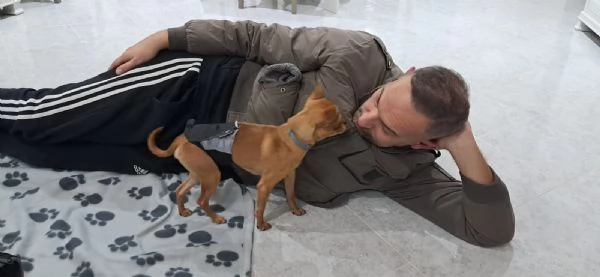 Cane Chihuahua pelo corto fulvo guinzaglio traversina 14 mesi  perfetto | Foto 0