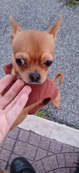 Cane Chihuahua pelo corto fulvo guinzaglio traversina 14 mesi  perfetto