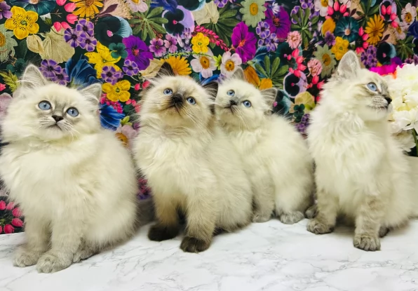 Splendidi gattini Ragdoll maschi e femmine