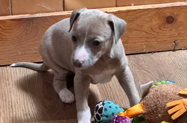 Cuccioli piccolo levriero italiano | Foto 0