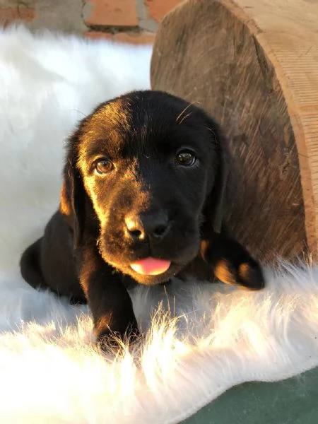 Bellissimi cuccioli di Labrador Retriever neri | Foto 2