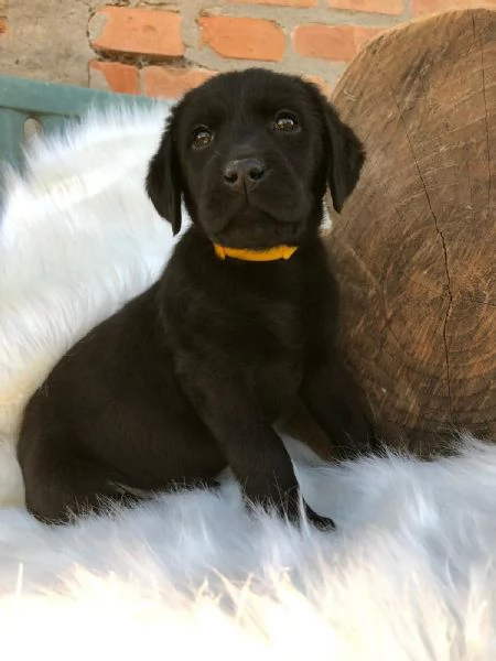 Bellissimi cuccioli di Labrador Retriever neri | Foto 1