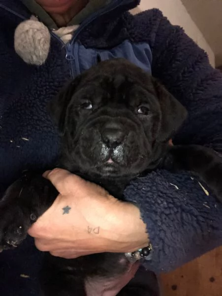 Cuccioli di Cane Corso | Foto 4