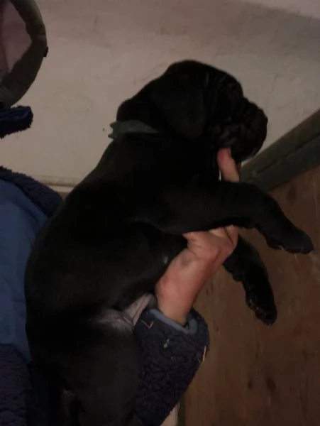Cuccioli di Cane Corso | Foto 1