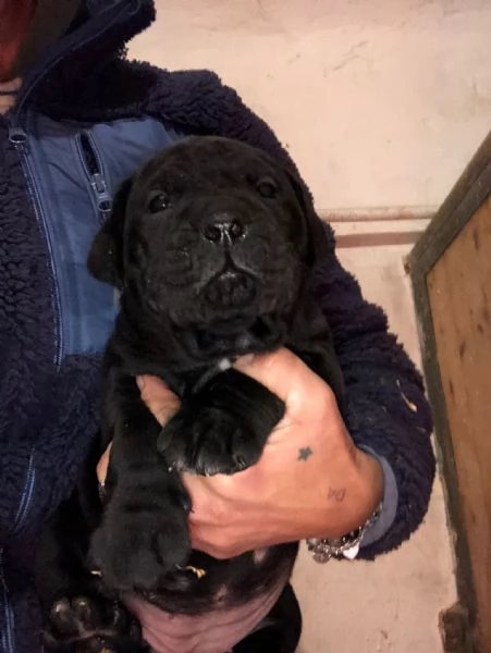 Cuccioli di Cane Corso