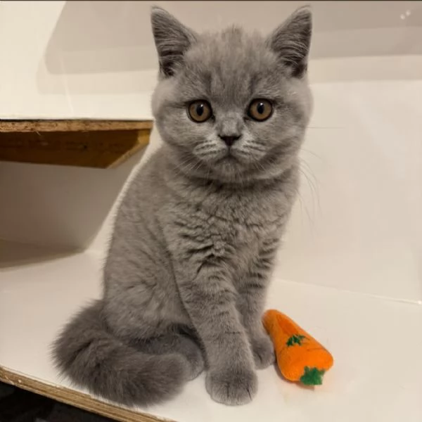 Due cucciole british shorthair