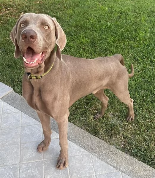 Cuccioli di Weimaraner  | Foto 3
