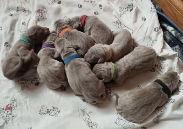 Cuccioli di Weimaraner 