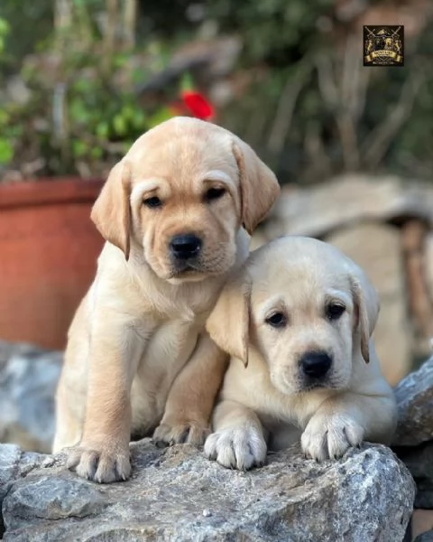 Splendidi cuccioli di Labrador Retriever in vendita