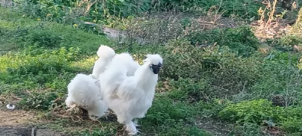 Galline moroseta | Foto 2