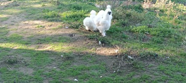 Galline moroseta | Foto 1