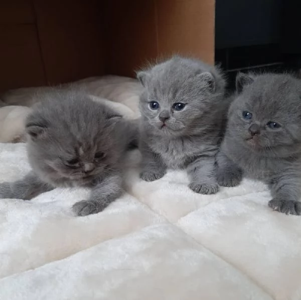 Gattini British Shorthair