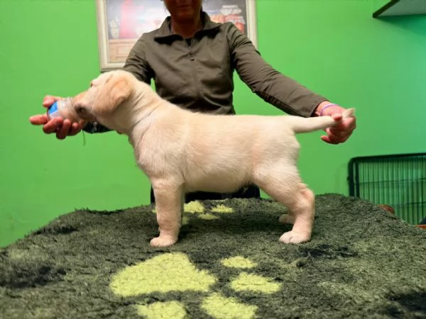 Cuccioli di labrador  | Foto 0