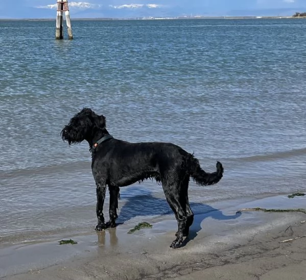 Cuccioli di Schnauzer gigante