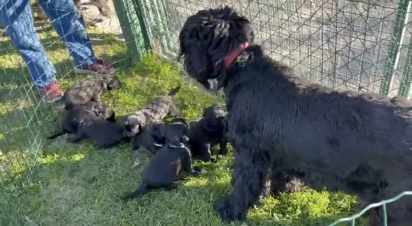 Cuccioli di Schnauzer gigante | Foto 3