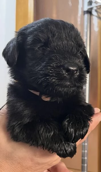 Cuccioli di Schnauzer gigante | Foto 0