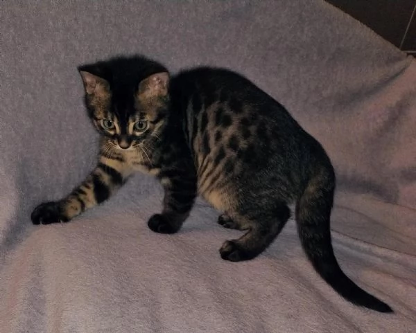 cuccioli di gatto bengala | Foto 1
