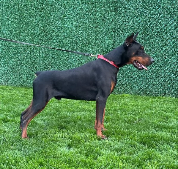 Doberman  cuccioli in vendita | Foto 6