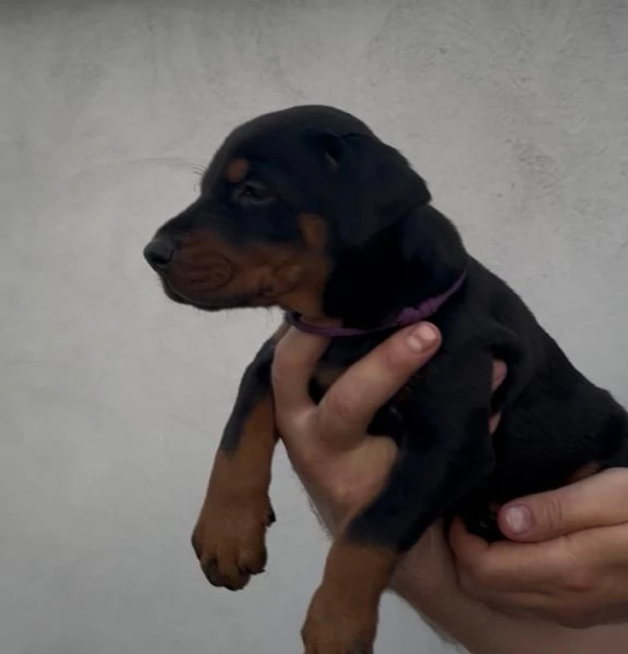 Doberman  cuccioli in vendita | Foto 4