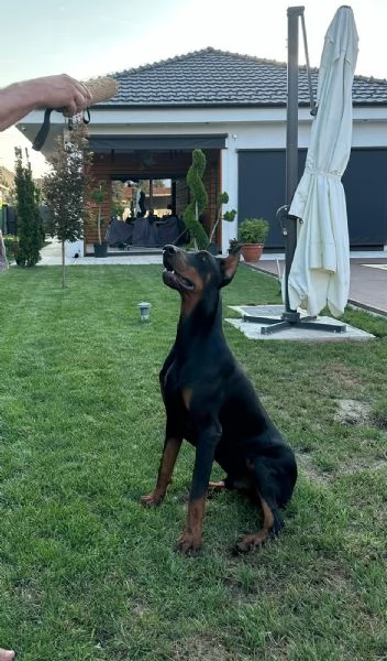 Doberman  cuccioli in vendita | Foto 3