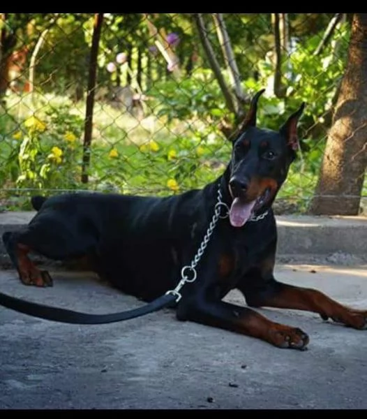 Doberman  cuccioli in vendita | Foto 2