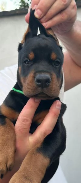 Doberman  cuccioli in vendita | Foto 1