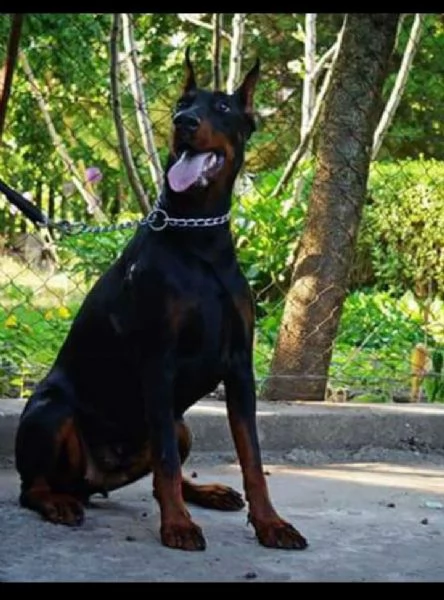 Doberman  cuccioli in vendita | Foto 0