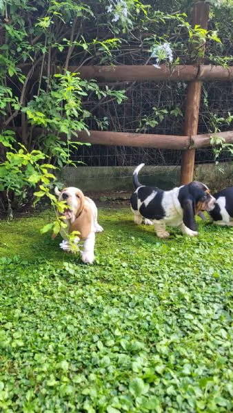 cuccioli di basset hound  | Foto 0