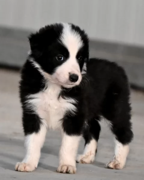 cuccioli border collie