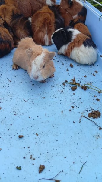 Porcellini dindia  | Foto 1