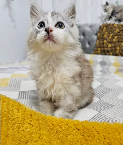 Adozione gattini razza pura Maine Coo | Foto 0