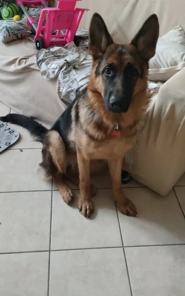 Femmina pastore tedesco 7 mesi 