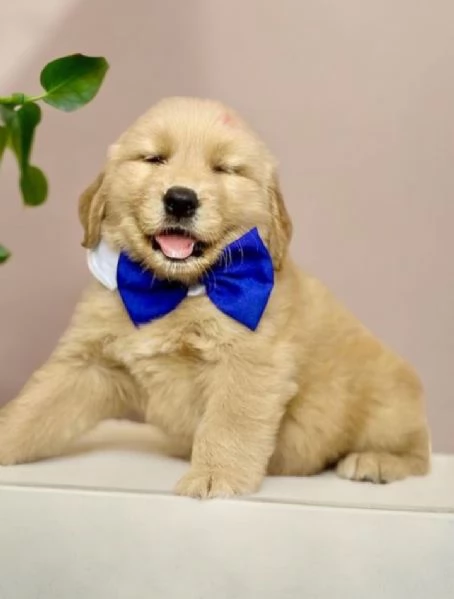 Allevamento di Golden Retriever Ventennale