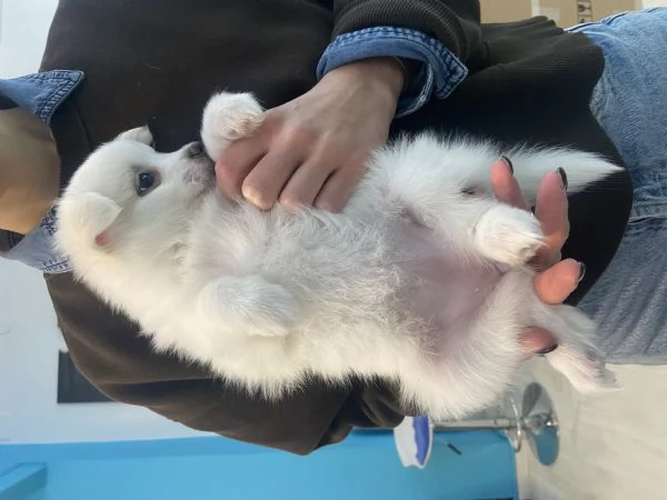 Volpini italiano  | Foto 0