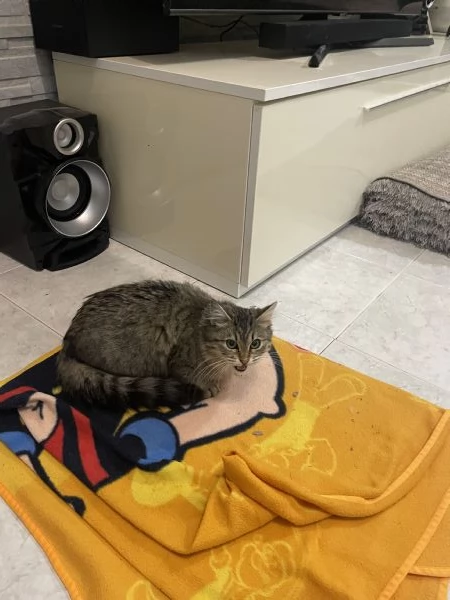 3 gattini di strada | Foto 0