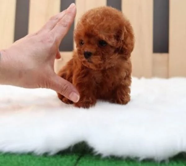 Cuccioli di Barboncino cercano casa piena damore | Foto 1