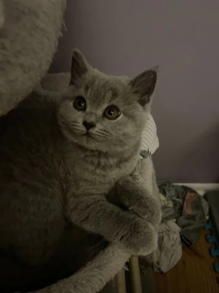 Cuccioli di Barboncino cercano casa piena damore | Foto 0