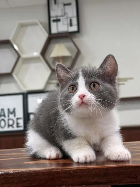 Gatti British shorthair | Foto 2