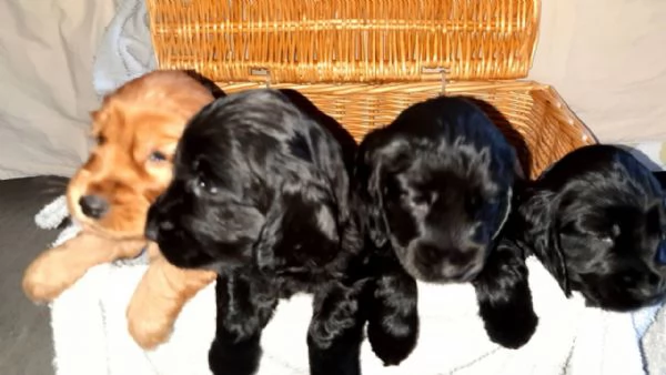 Cuccioli coccker spaniel inglese
