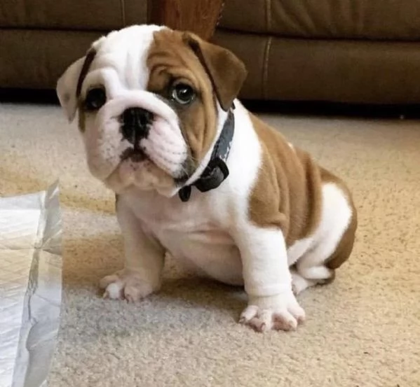 Regalo cuccioli di bulldog inglese femminucce e maschietti 