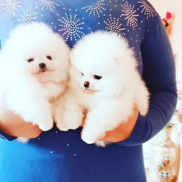 Regalo Cuccioli di pomerania maschio o femmina