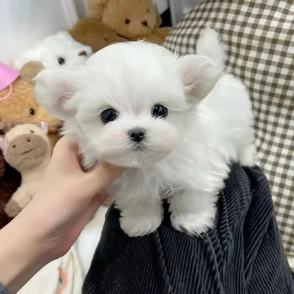 regalo  adorabili cuccioli di maltese toy