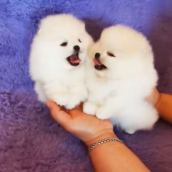 regalo Volpino Pomerania cuccioli