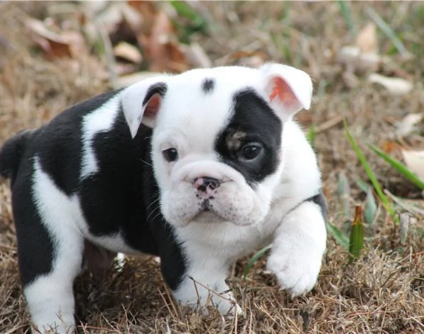 Regalo Disponibili cuccioli di Bouledogue Inglese