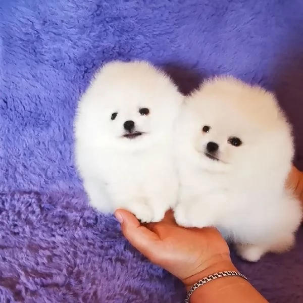 Adorabile cucciolo di pomerania per ladozione