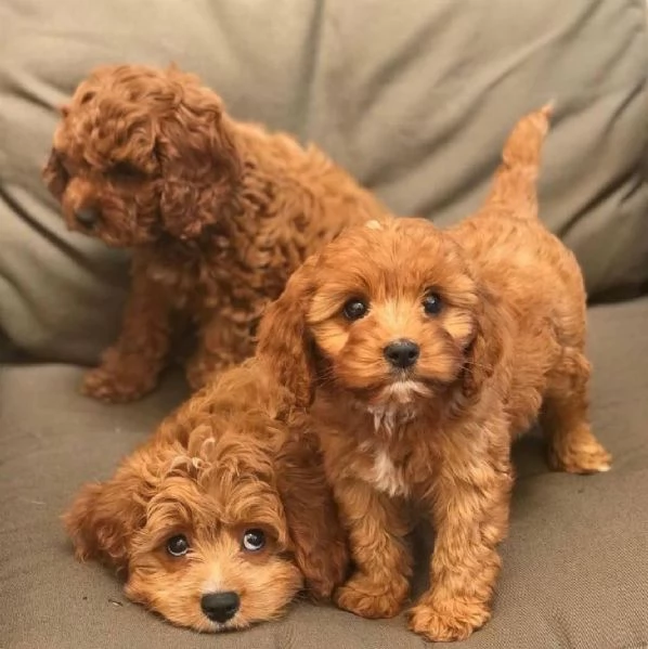 Regalo cuccioli di barboncino