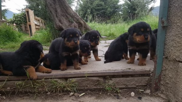 Regalo Rottweiler cuccioli
